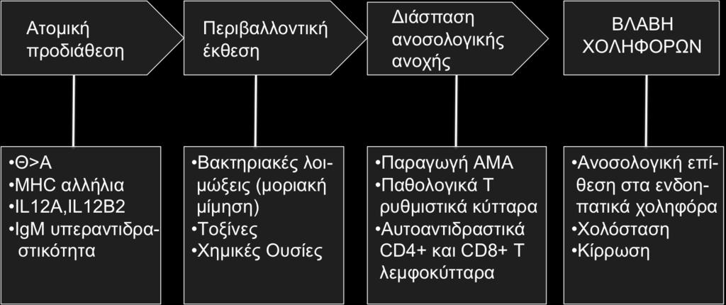Τέλος, διάφοροι περιβαλλοντικοί παράγοντες έχουν ενοχοποιηθεί για τη συμβολή τους στη διάσπαση της ανοσολογικής ανοχής στα μιτοχονδριακά αντιγόνα.