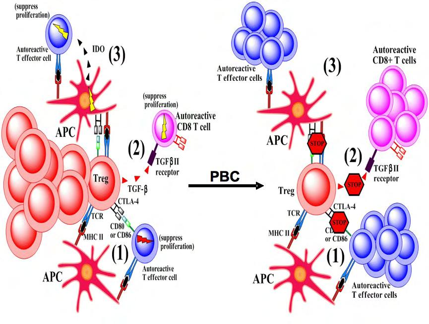2.5.2.3 Τ ρυθμιστικά κύτταρα (Τ regulatory cells) Τα CD4+CD25+FoxP3+ Τ λεμφοκύτταρα είναι ένας ιδιαίτερος υπότυπος των CD4+ T λεμφοκυττάρων που εκφράζουν στην επιφάνειά τους υψηλές συγκεντρώσεις CD25