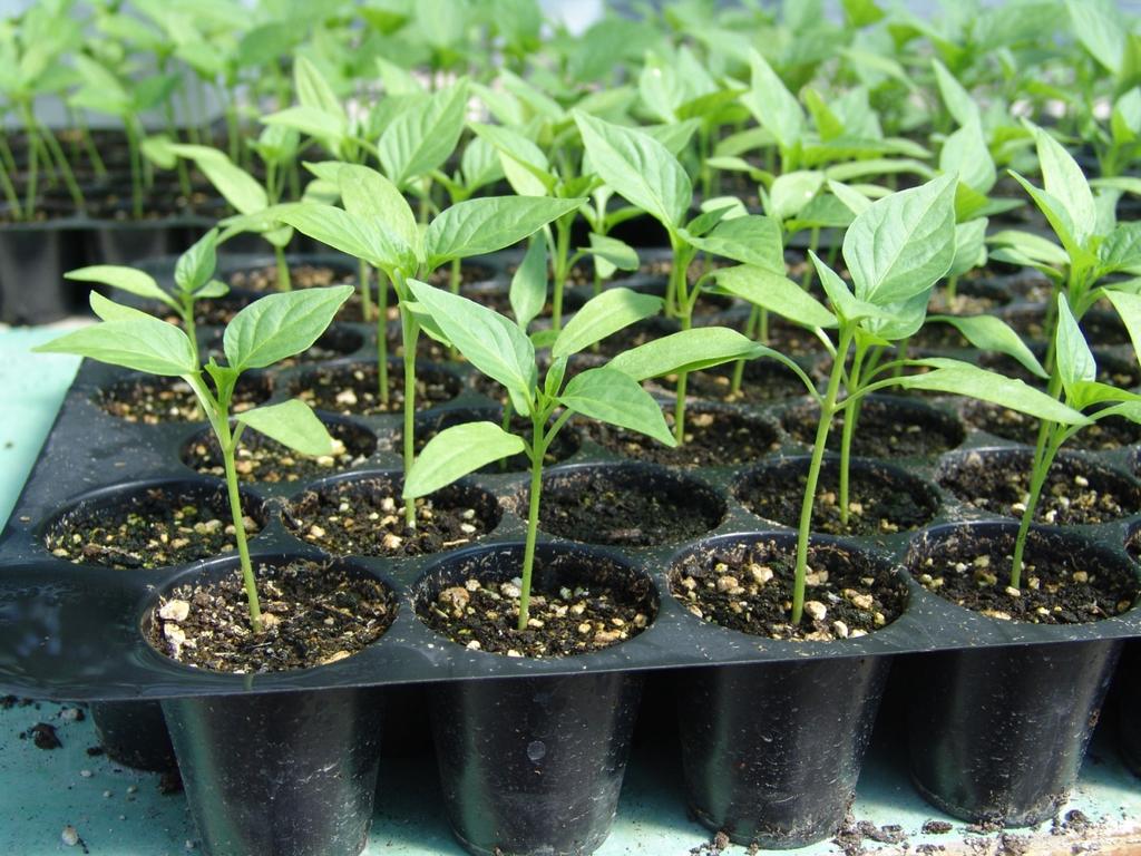Παραγωγή σποροφύτων στο φυτώριο Σήμερα η πιπεριά στα φυτώρια παράγεται είτε σε κυψελωτούς δίσκους είτε σε