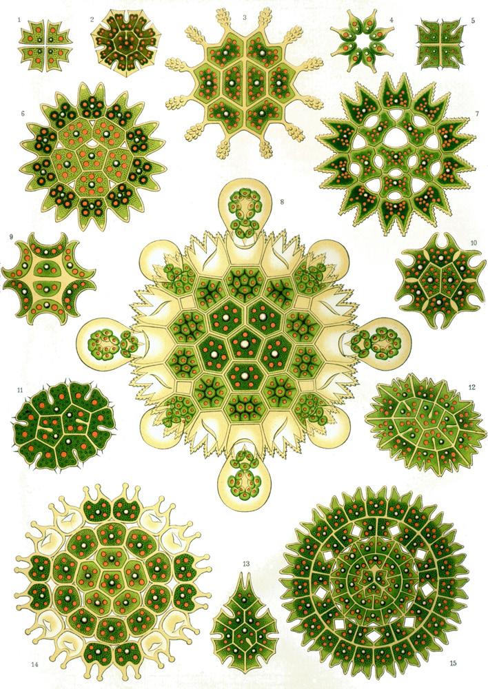 Εικόνα 1.3α «Μορφές Τέχνης στη Φύση», έργο του Ernst Haeckel, Πηγή: Wikimedia Commons.