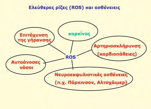 Β. Επιβλαβείς επιδράσεις Οι ελεύθερες ρίζες προκαλούν την καταστροφή και την αλλοίωση βιολογικών μακρομορίων όπως τα λιπίδια οι πρωτεϊνες και τα νουκλεϊκά οξέα, μετά από οξείδωσή τους.
