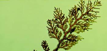 165 Ceramiaceae Εικ.