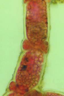Ceramium comptum