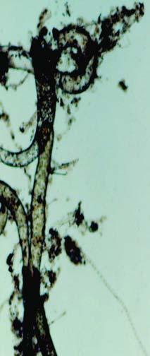 169 Cladophoraceae