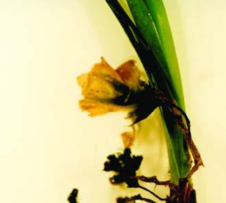 Siphonocladaceae