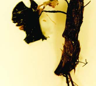 Valonia urticularis