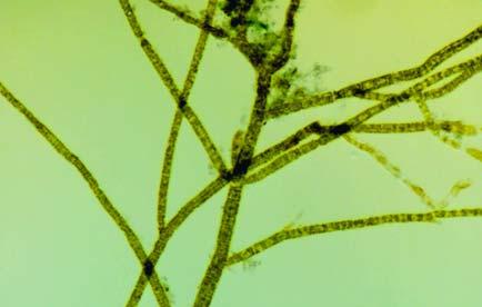 170 Sphacelariaceae Εικ.