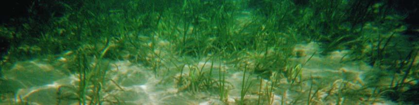21 Στην Posidonia oceanica η φυλετική αναπαραγωγή, χάρη στην περίοδο πλεύσης των καρπών, βοηθάει περισσότερο στη χωρική διασπορά του είδους και λιγότερο στη σταθερότητα του λειμώνα σε πυκνότητα