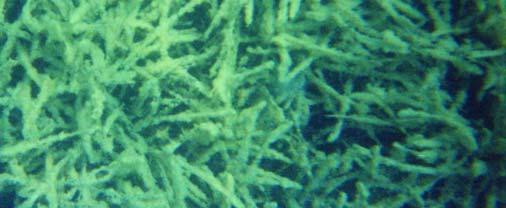 Σ αυτά ανήκουν τα Ροδοφύκη Ceramium και Polysiphonia και τα Φαιοφύκη Giraudia και Dictyota (Mazzella et al., 1986b).
