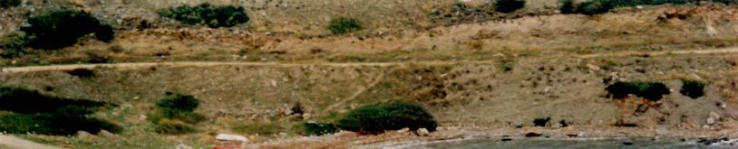 phanerogams at Kalamos (H. Amoutzopoulou) 4.5.3.