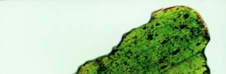 61 Εικ. 22. Φύλλο Posidonia oceanica δαγκωμένο από βοσκητές (Ελ. Αμουτζοπούλου) Fig. 22. A leaf of Posidonia oceanica having been bitten by grazers (H. Amoutzopoulou) Εικ. 23.