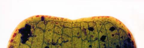 Η ολική υφιστάμενη βιομάζα σε g/m 2 (Leaf Standing Crop), (ξηρή μάζα ενηλίκων, μεσαίων και νεαρών φύλλων, καφέ τμημάτων και κολεών). 15.
