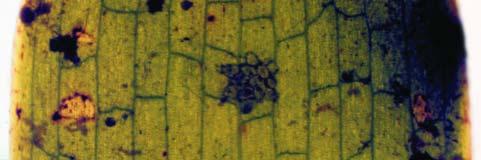 Ο δείκτης φυλλικής επιφάνειας σε m 2 /m 2 (Leaf Area Index), ο οποίος εκφράζει τη συνολική επιφάνεια φύλλων της Posidonia oceanica ανά m 2 λειμώνα (Bulthius, 1990). 17.