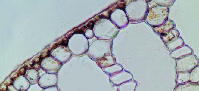 Amoutzopoulou) 1 3 2 Εικ. 30. Τομή φύλλου της Zostera nolti. 1 & 2. αγωγοί και στηρικτικοί ιστοί (κεντρική & πλευρική νεύρωση αντίστοιχα), 3.