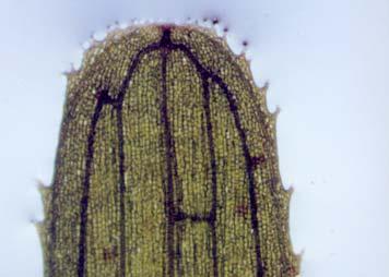 78 1 2 3 4 2 (α) (β) Εικ. 34.