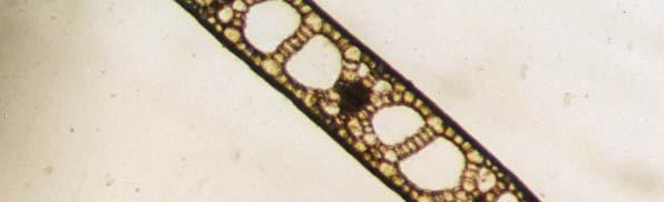 (α) Details of the end of a leaf and (β) cross-section of a leaf