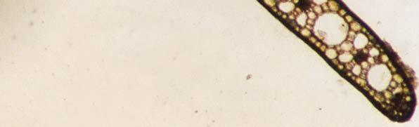 seven to nine parallel nerves, 3. intercellular air lacuna, 4.