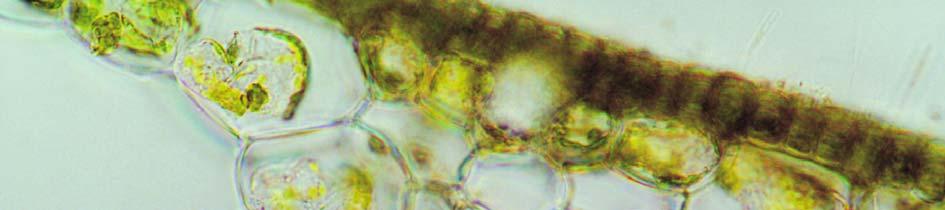 chlorophyllous parenchyma, 2. vascular bundles, 3.