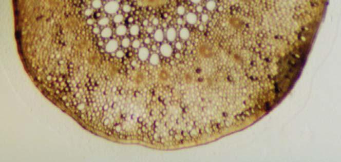 Halophila stipulacea Στις Εικόνες 39 έως 45 φαίνονται τα κύρια μορφολογικά χαρακτηριστικά της Halophila stipulacea. 5 4 Εικ. 39. Halophila stipulacea. 1. ρίζωμα, 2. φύλλα ανά ζεύγη, 3.