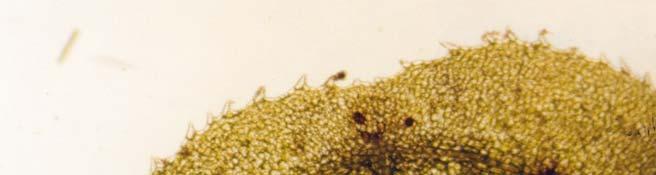 81 1 2 Εικ. 40. Φύλλο της Halophila stipulacea (λεπτομέρεια κορυφής). 1. οδοντωτό περιθώριο 2.