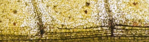 tooth-like cells, 2. epidermic cells 3. side nerve, 4. sloping cross-vein (H.