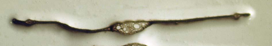 82 8 mm Εικ. 43. Τομές φύλλου της Halophila stipulacea. Οι γραμμές της κλίμακας απέχουν μεταξύ τους 1mm. (Ελ.