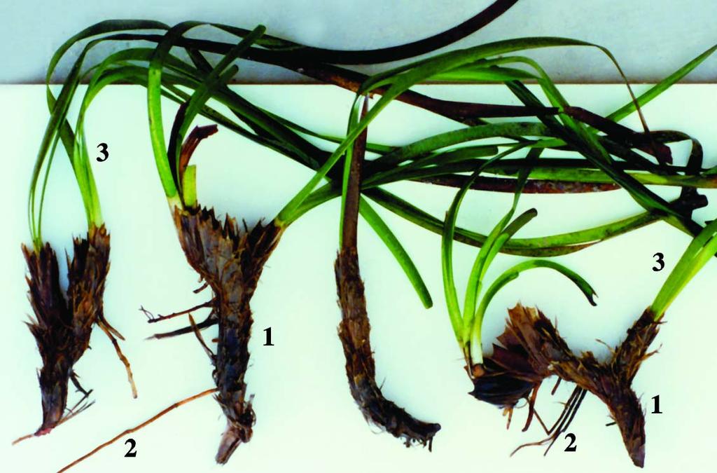 83 4. Posidonia oceanica Στις Εικ. 46-58 φαίνονται τα κύρια μορφολογικά χαρακτηριστικά της P. oceanica 4 4 Eικ. 46. Μορφολογικά γνωρίσματα της Posidonia oceanica. 1.
