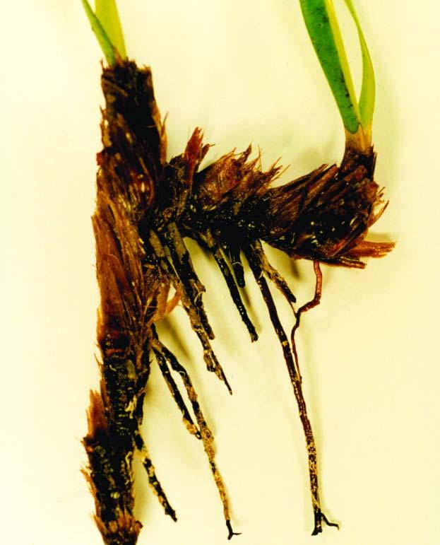 Posidonia oceanica σε μέγεθος λίγο μικρότερο από το φυσικό. 1. ορθότροπο ρίζωμα 2. πλαγιότροπο ρίζωμα 3. ρίζες 4. λέπια 5. δέσμη φύλλων (Ελ. Αμουτζοπούλου) 1 4 Fig. 47.
