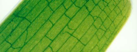Leaf apex of Posidonia oceanica. 1. smooth margin, 2. parallel nerves, 3.