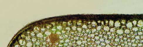 dorsal side, 4. ventral side (H. Amoutzopoulou) Εικ. 51.