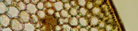 Cross-section of a Posidonia oceanica leaf