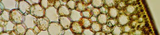 vetral epidermis, 3.