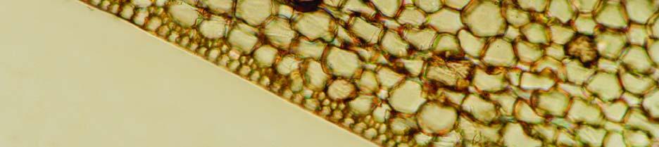 Cross-section of a scale of Posidonia oceanica. 1. dorsal epidermis, 2.