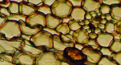 Details of cross-section of a scale of Posidonia oceanica. 1. dorsal sclerenchyma, 2. ventral epidermis, 3.