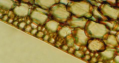 dorsal parenchyma island, 8. parenchyma cells non compacted, 9. dorsal sclerenchyma, 10. palisadic sclerenchyma (H.