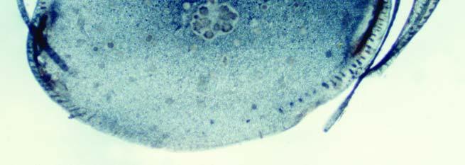 58. Cross-section of a living Posidonia oceanica rhizome. 1. origin of sheaths-leaves 2.