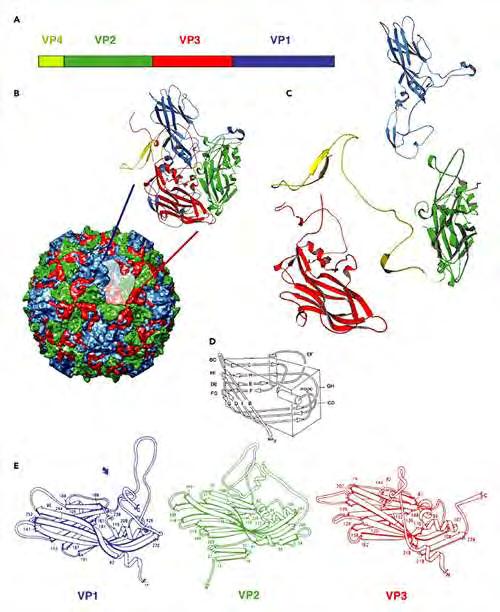 KN. et al (1997)]. Η αλληλεπίδραση αυτή μπορεί να παίζει ένα ρόλο στην σταθερότητα του καψιδίου ή την απέκδυση. Εικόνα 1.1.2.2: Δομικά χαρακτηριστικά των εντεροϊών. Α.
