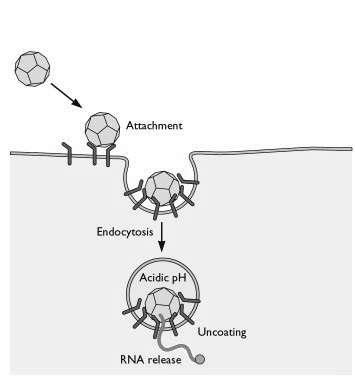 κυτταρόπλασμα και στον πυρήνα [Pelkmans L. et al (2004), Greber UF (2002), Tagawa A. et al (2005)].