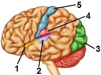 65. În unele arii cerebrale din figura alăturată se produc senzații în urma stimulării unor componente ale ochiului: A. bombarea cristalinului stimulează ariile 1 și 2 B.