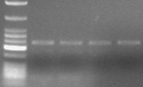 1 2 3 4 5 250 bp 200 bp 224 bp Εικόνα 12.
