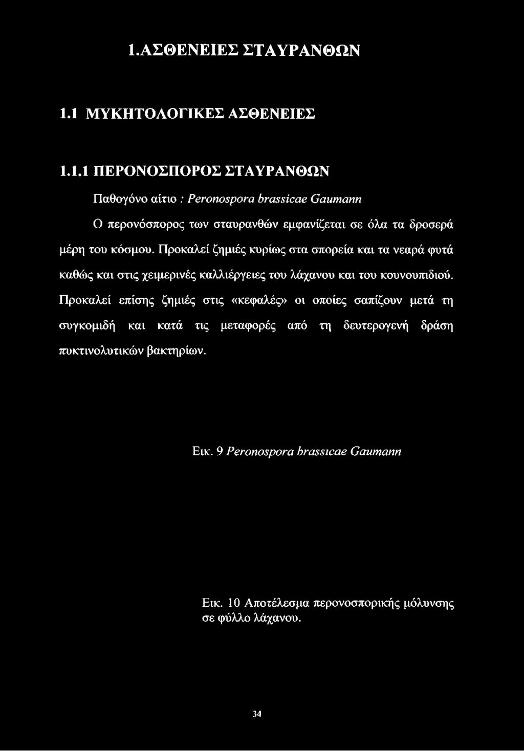 περονόσπορος των σταυρανθών εμφανίζεται σε όλα τα δροσερά μέρη του