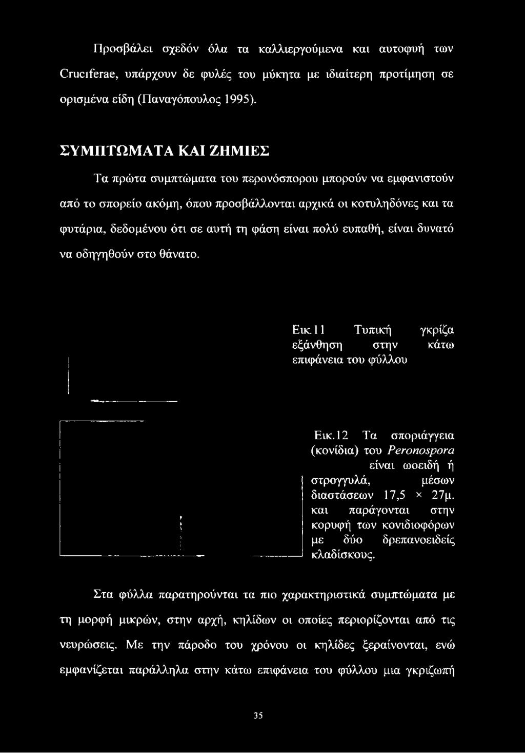 ΣΥΜΠΤΩΜΑΤΑ ΚΑΙ ΖΗΜΙΕΣ Τα πρώτα συμπτώματα του περονόσπορου μπορούν να εμφανιστούν από το σπορείο ακόμη, όπου