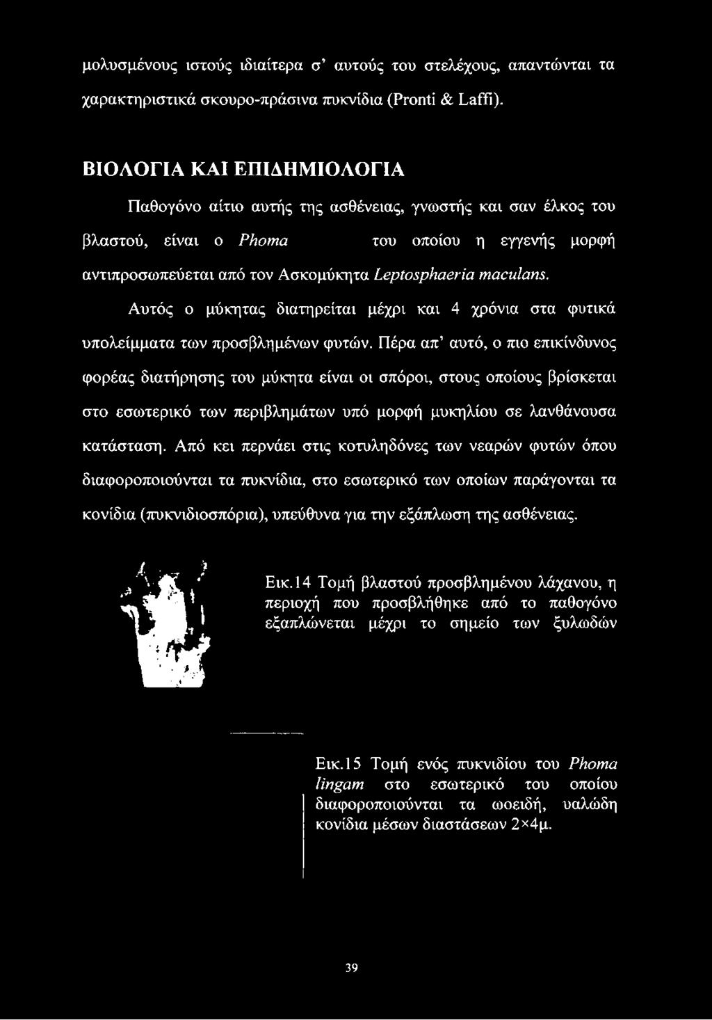 Πέρα απ αυτό, ο πιο επικίνδυνος φορέας διατήρησης του μύκητα είναι οι σπόροι, στους οποίους βρίσκεται στο εσωτερικό των περιβλημάτων