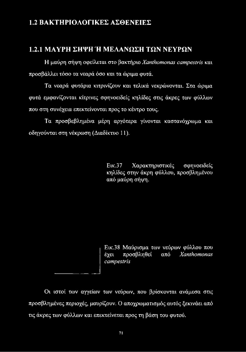 Τα νεαρά φυτάρια κιτρινίζουν και τελικά νεκρώνονται.