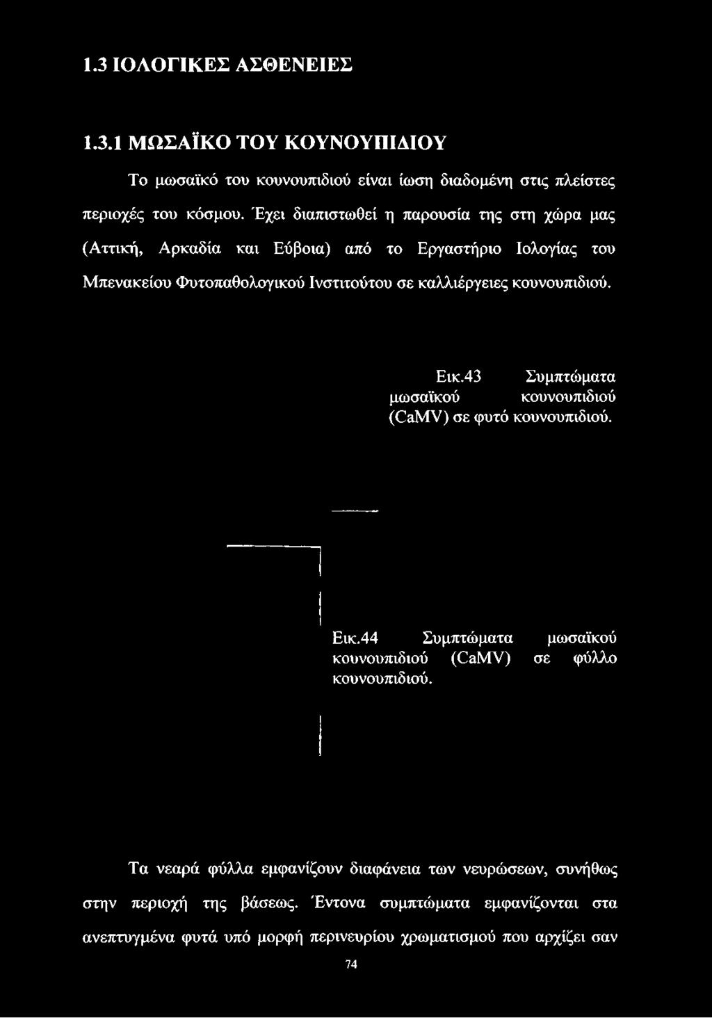 Έχει διαπιστωθεί η παρουσία της στη χώρα μας (Αττική, Αρκαδία και Εύβοια) από