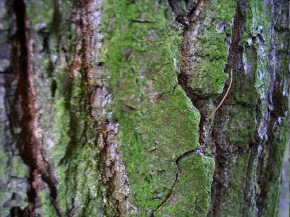 Aerofītiskās aļģes (Pleurococcus vulgaris, Trentepohlia aurea) dzīvo uz koku