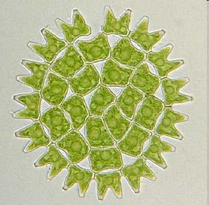 Aļģu lapoņa uzbūve Kokoīdā Kokoīdā struktūra novērojama vienšūnas, koloniju, tai skaitā cenobiju aļģēm.