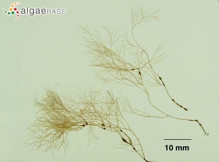 Heterokontophyta Phaeophyceae Saldūdeņos sastopamas Pleurocladia, Lithoderma, Badonella ģints sugas.