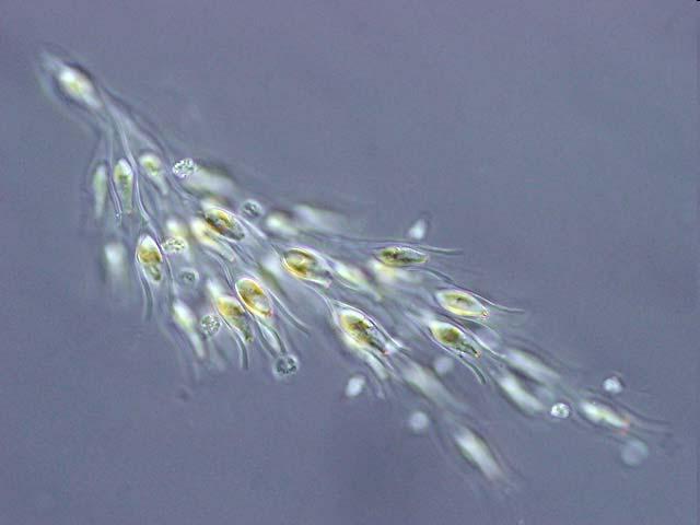 Heterokontophyta Chrysophyceae Zeltainās aļģes galvenokārt sastopamas tīros saldūdeņos; Dzīvām šūnām ir raksturīga zeltaina nokrāsa;