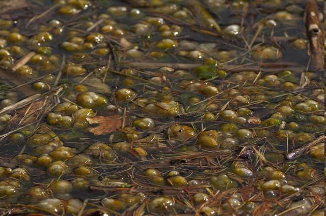 Aļģu ekoloģiskās grupas Bentoss Bentoss ir uz ūdensbaseina dibena esošie organismi.